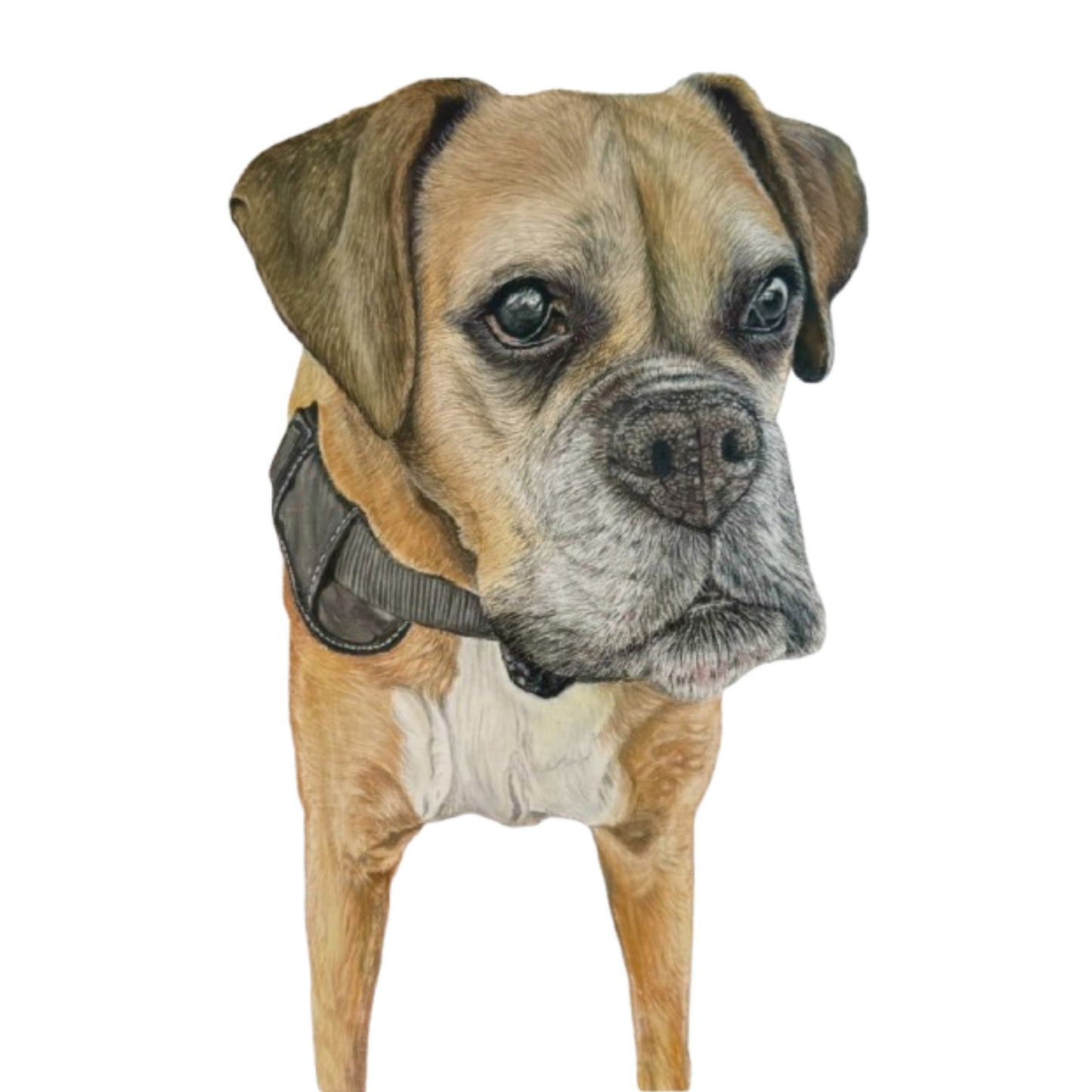 Pet Portrait Commissions || A5