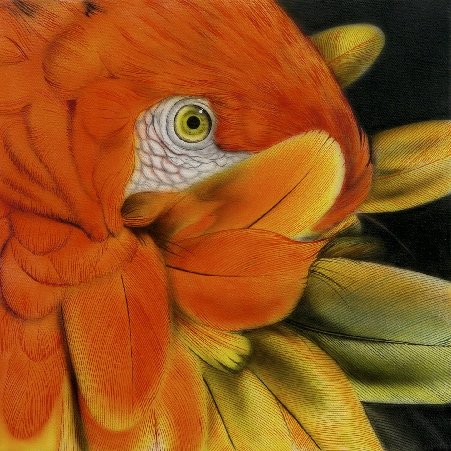 Scarlet Parrot