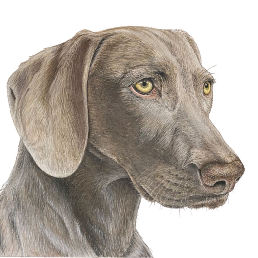 Pet Portrait Commissions || A4