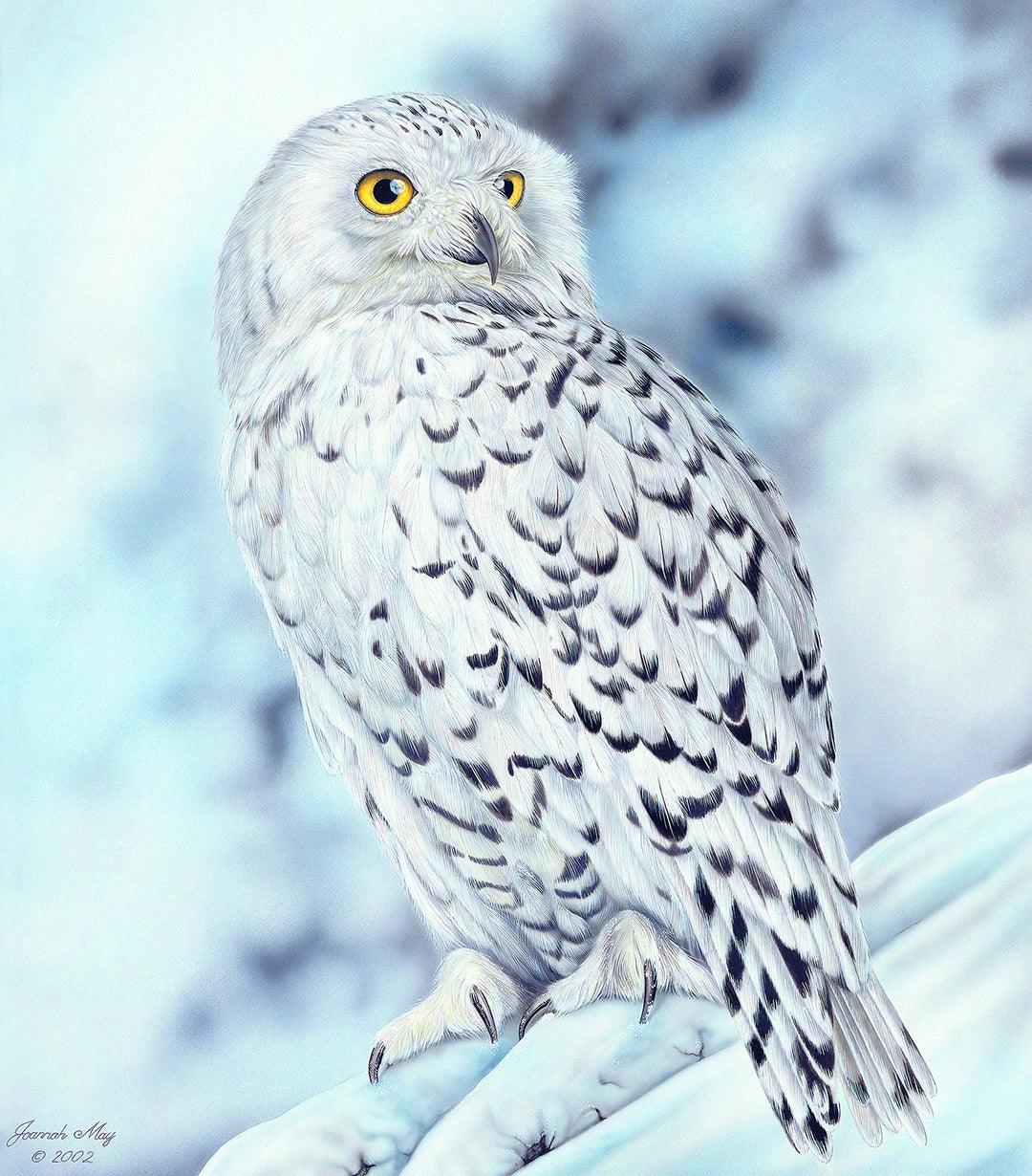 Snowy Owl