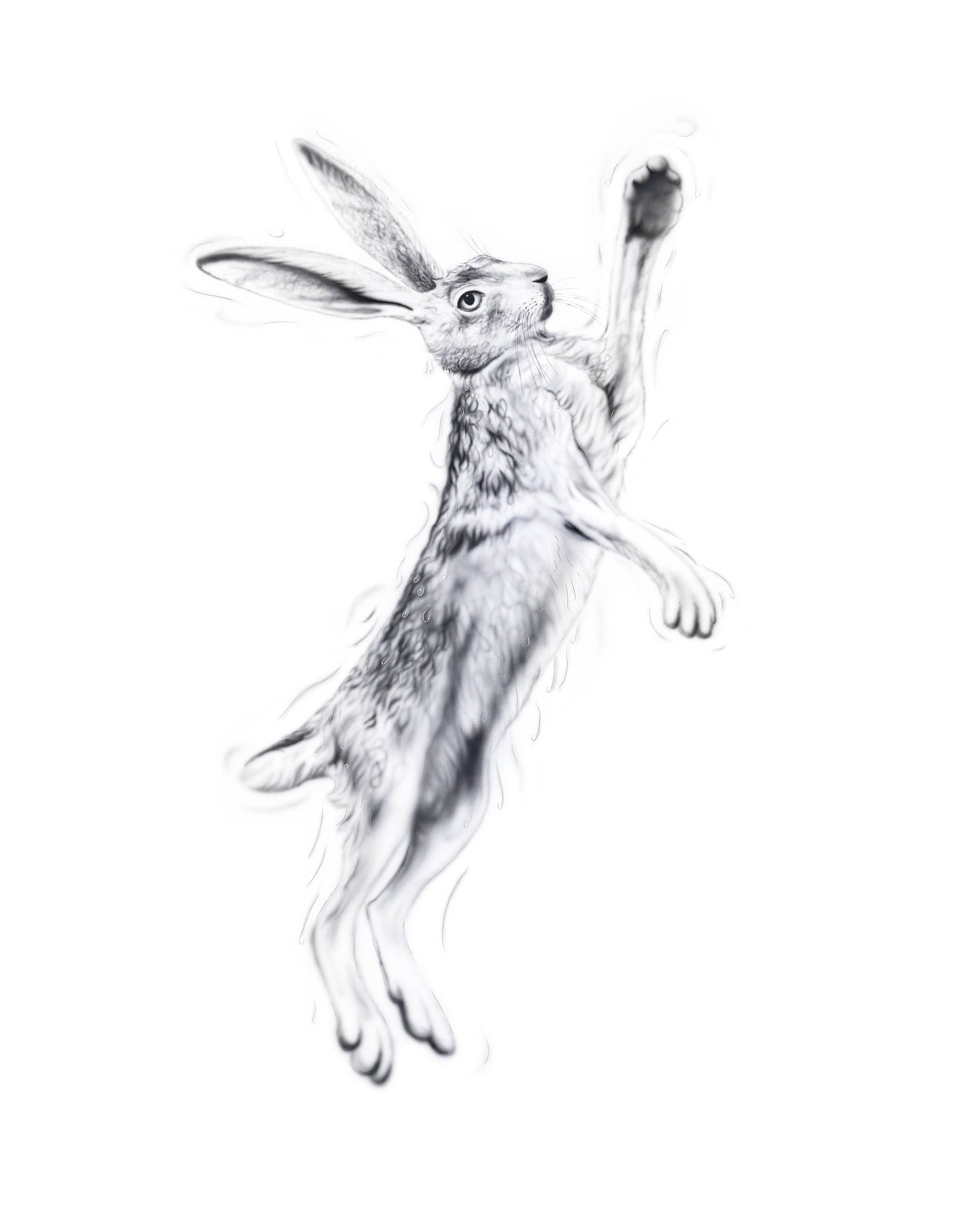 Silver Hare Female 2