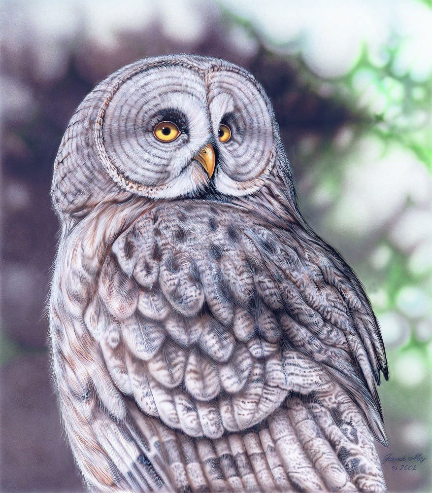 Great Grey Owl