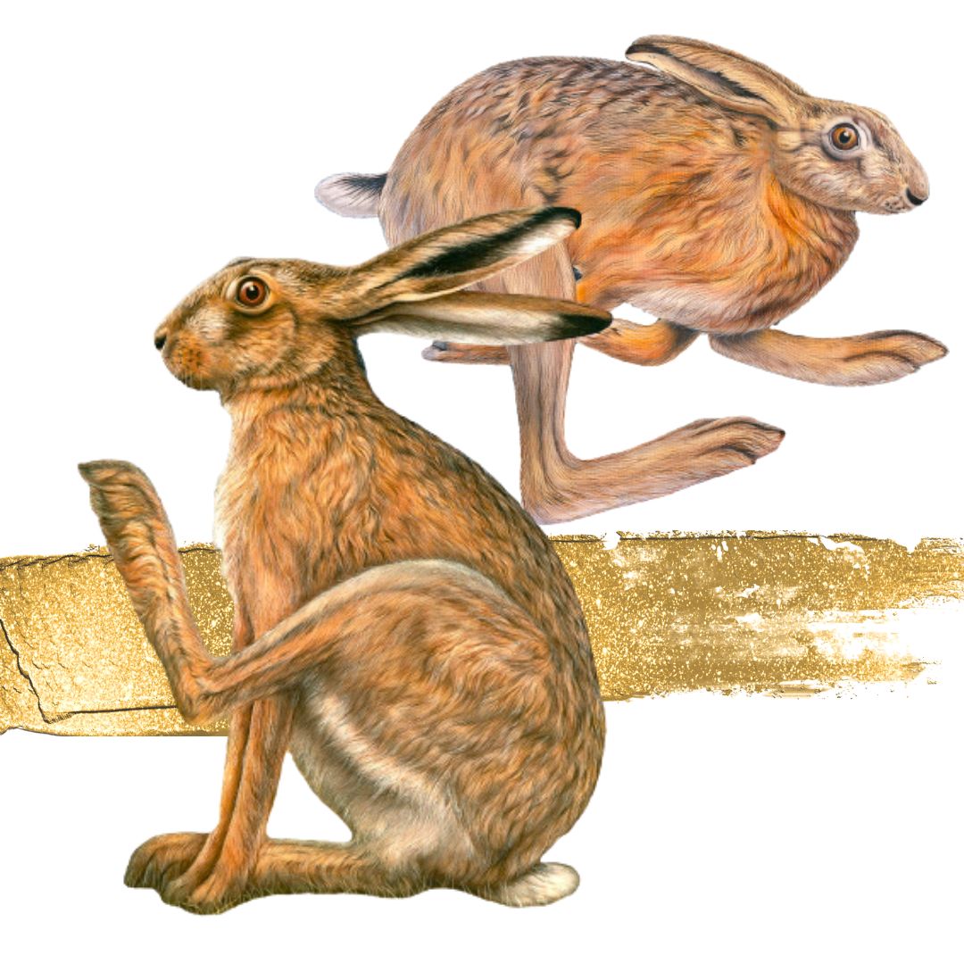 Hare Artwork & Paintings – Joanna May Art