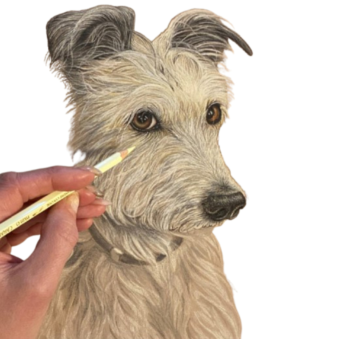 Pet Portrait Commissions || A5