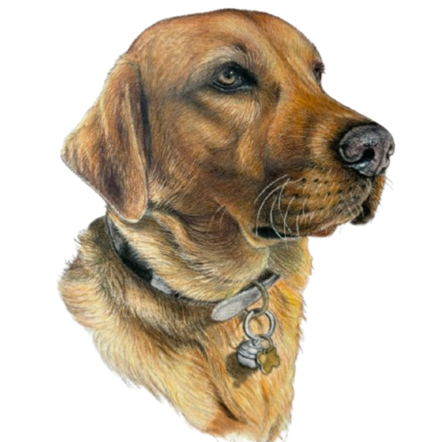 Pet Portrait Commissions || A5