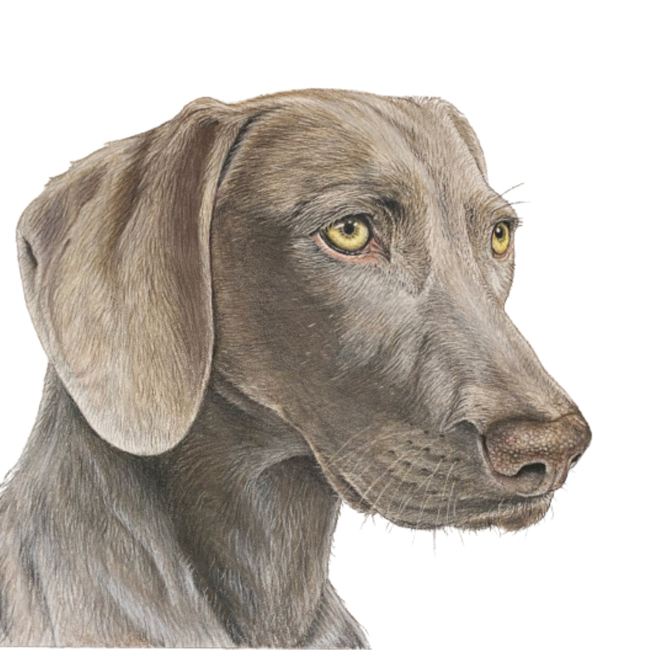 Pet Portrait Commissions || A5