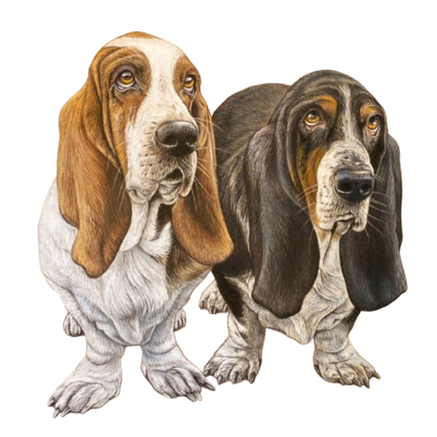 Pet Portrait Commissions || A5