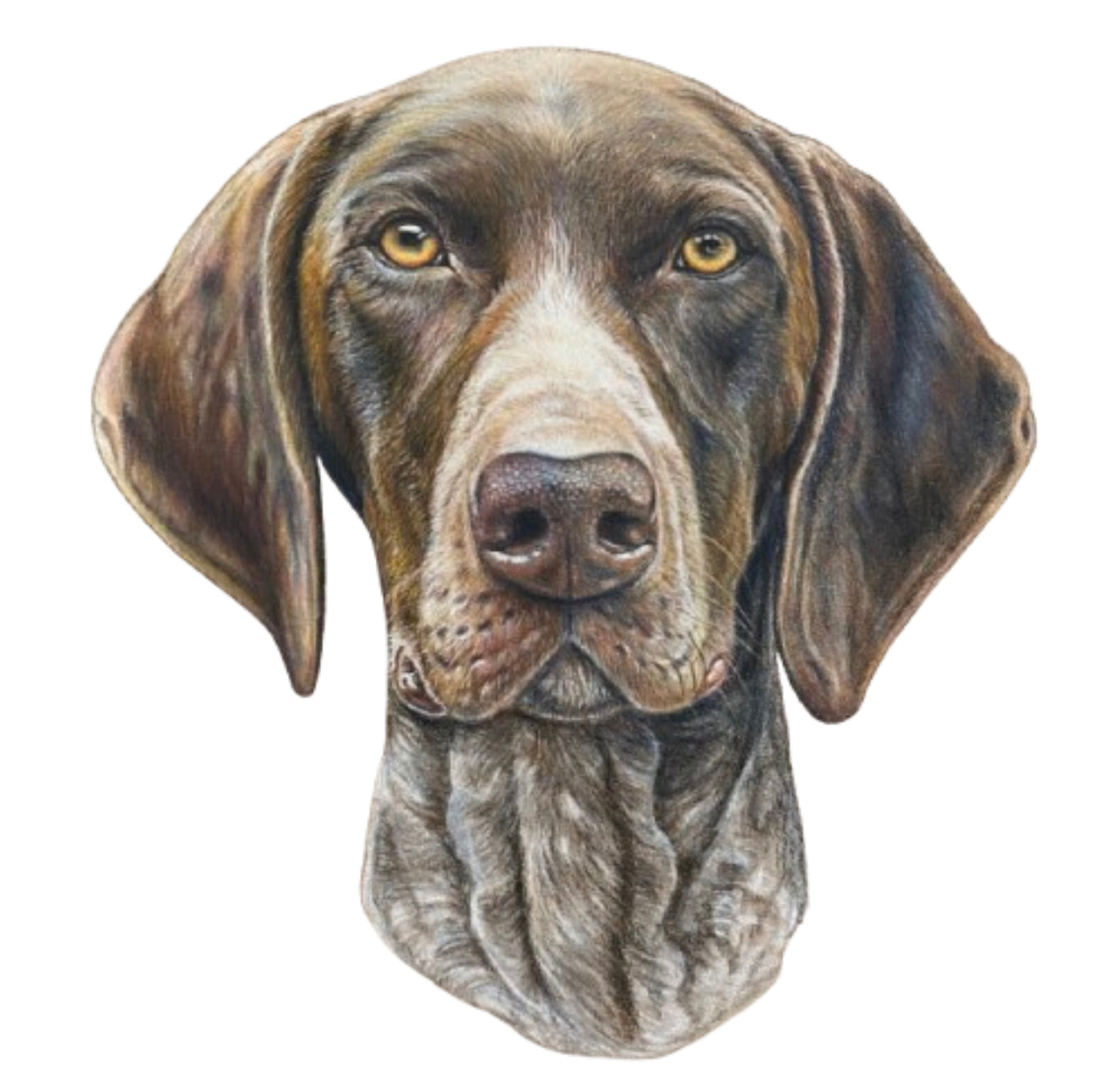 Pet Portrait Commissions || A5