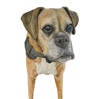 Pet Portrait Commissions || A5