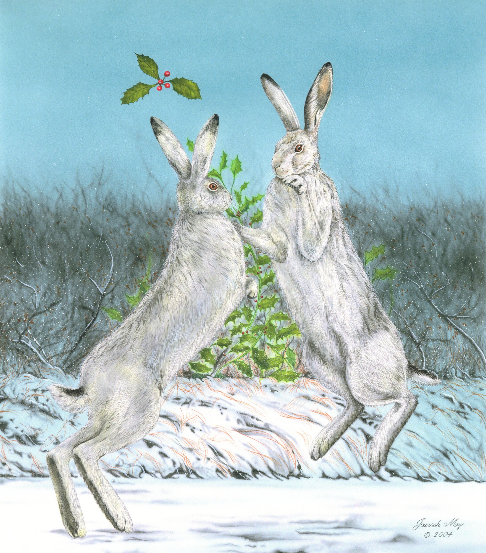 Albino hares boxing with holly leaf backdrop