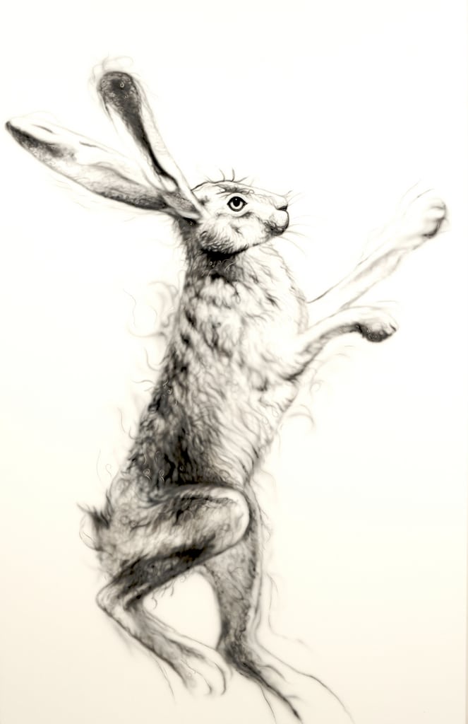 Silver Hare Female 1