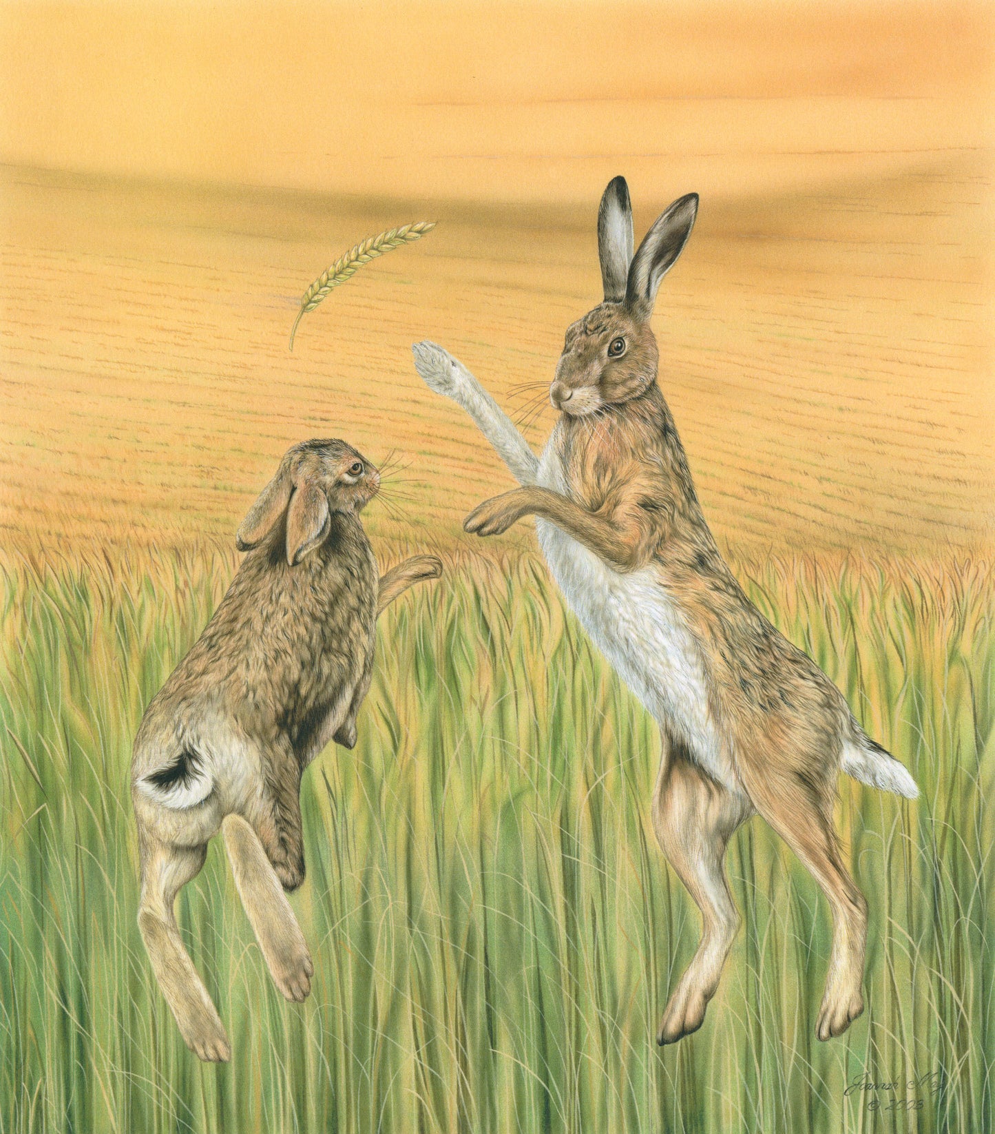 Two Hares boxing