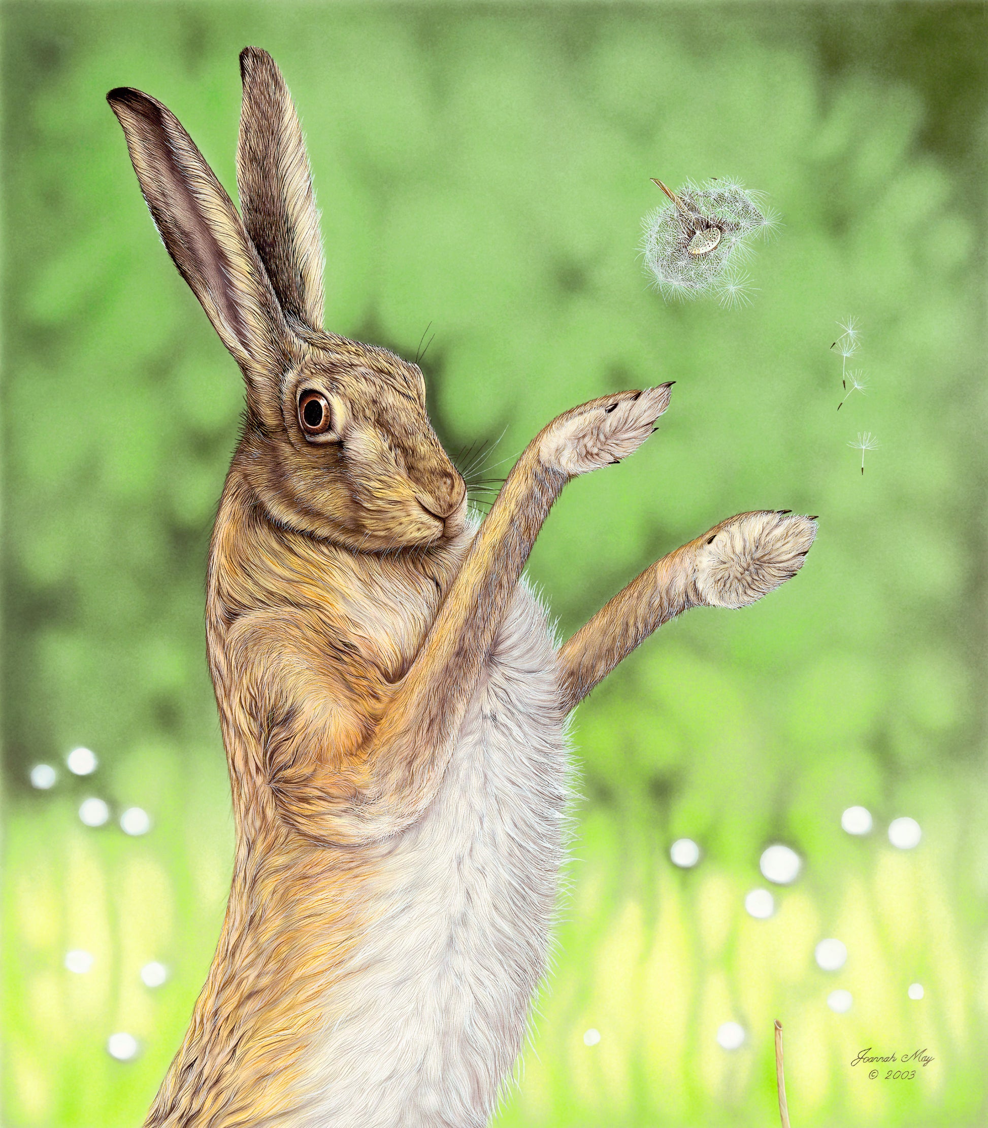 Female hare kicking a dandelion into the air