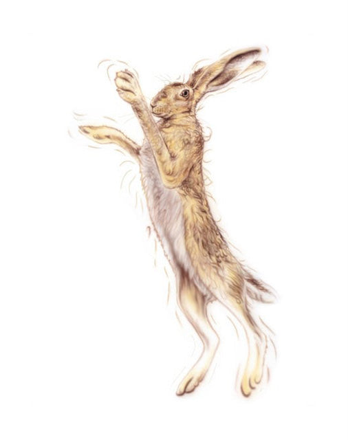 Golden Hare Female