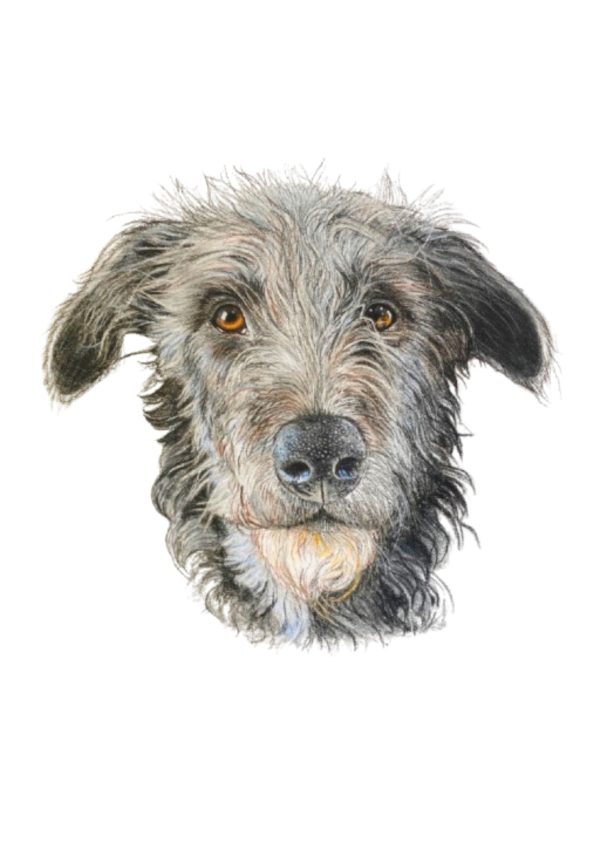 Pet Portrait Commissions || A3 - Image 10