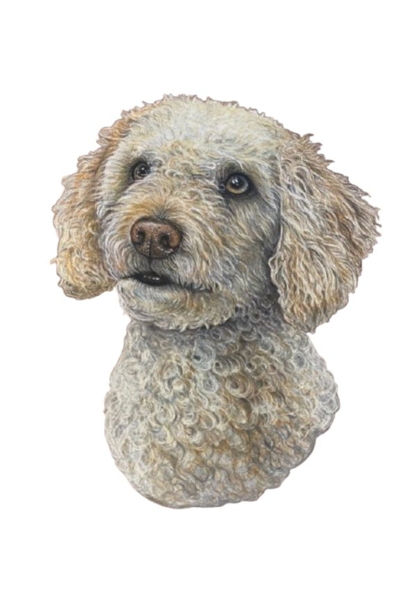 Pet Portrait Commissions || A3 - Image 9