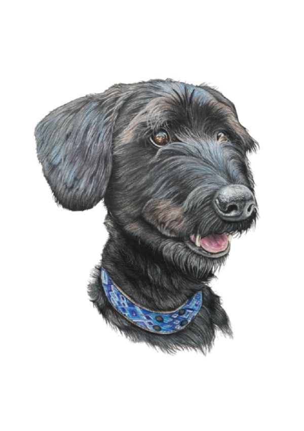 Pet Portrait Commissions || A3 - Image 8