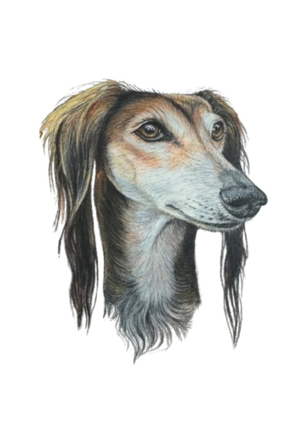 Pet Portrait Commissions || A3 - Image 6