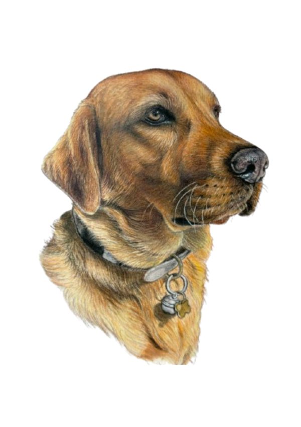 Pet Portrait Commissions || A3 - Image 5