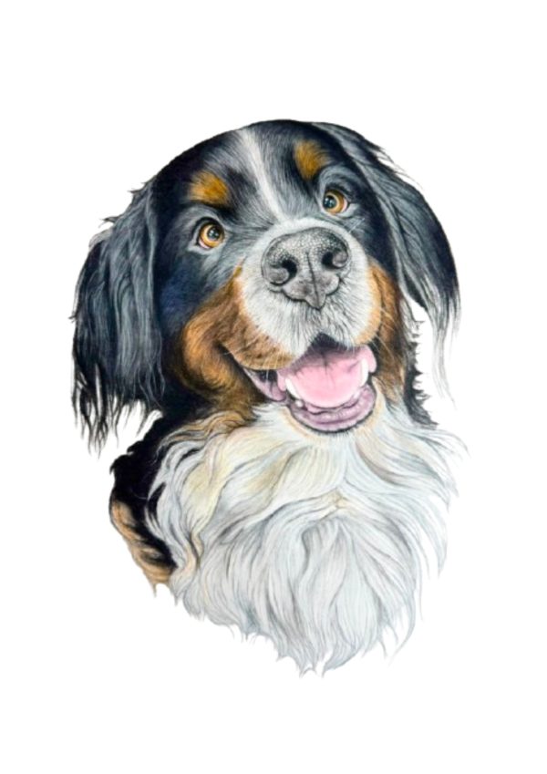 Pet Portrait Commissions || A3 - Image 3