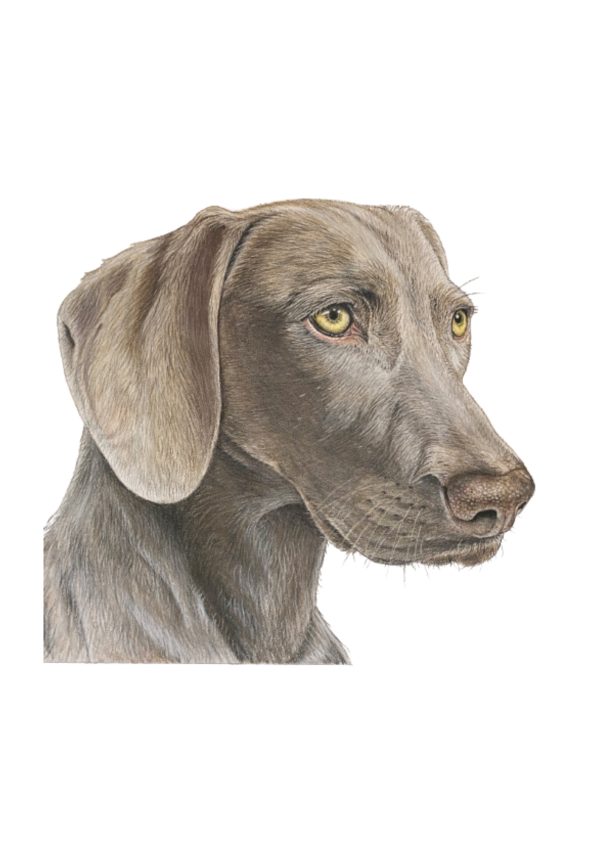 Pet Portrait Commissions || A3 - Image 16