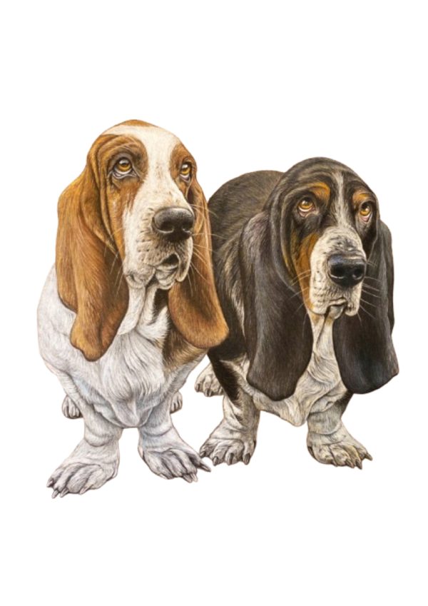 Pet Portrait Commissions || A3 - Image 15