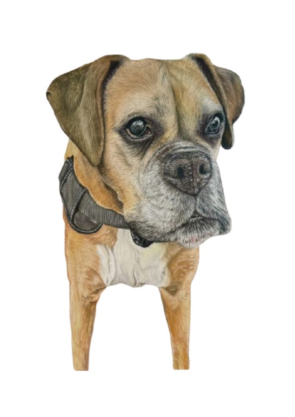 Pet Portrait Commissions || A3 - Image 12