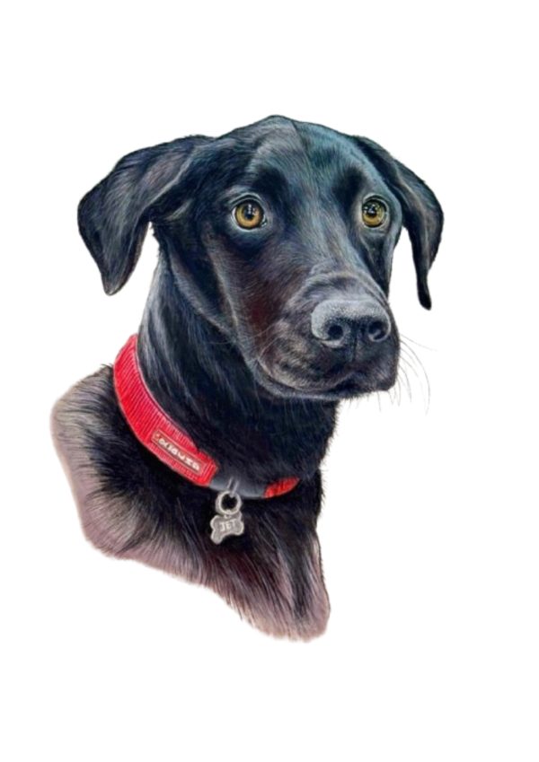 Pet Portrait Commissions || A3 - Image 20