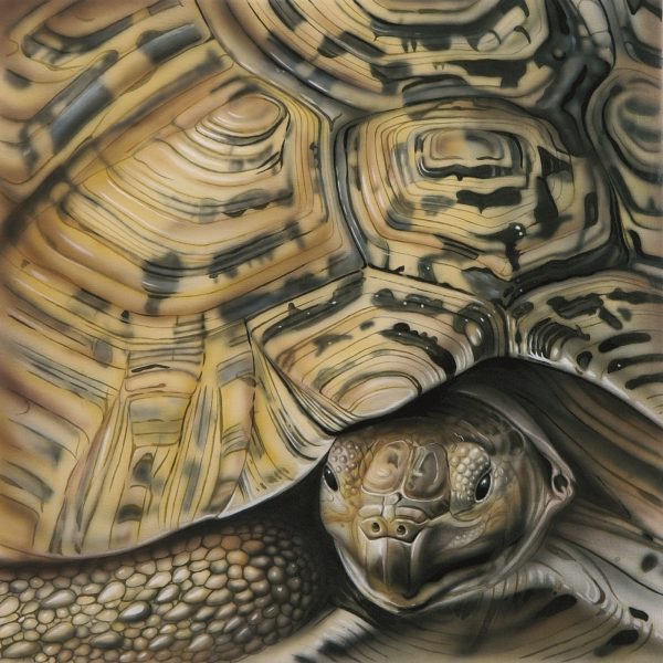 Shell - Tortoise