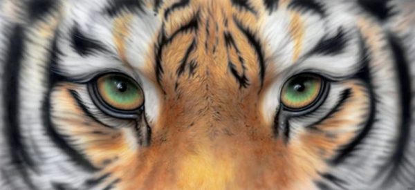 Green Eyes - Tiger