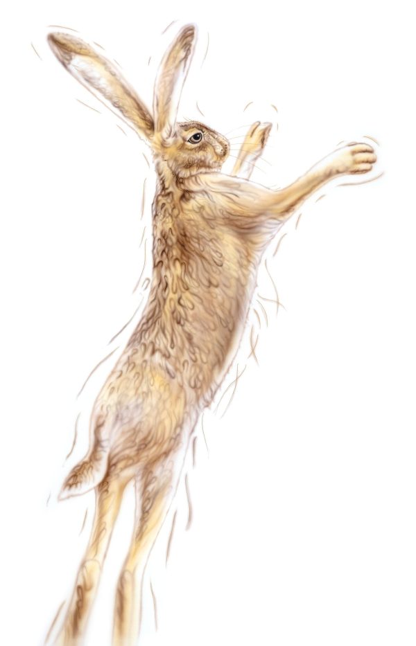 Golden Hare Male