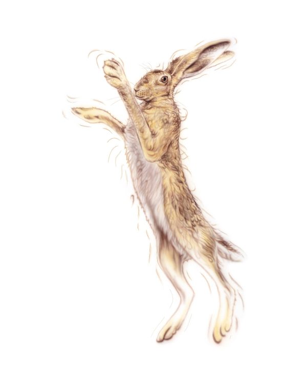 Golden Hare Female