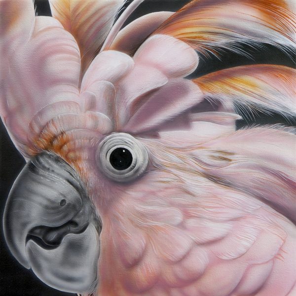 Pink Parrot