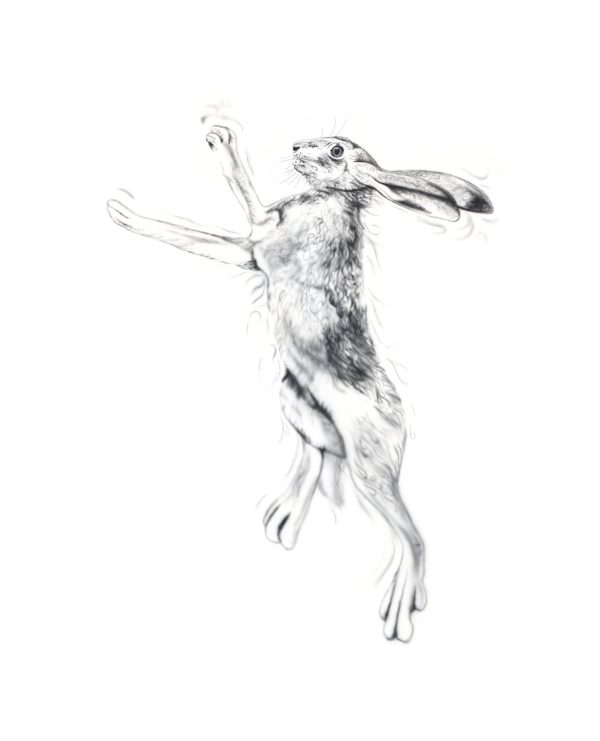 Silver Hare Male