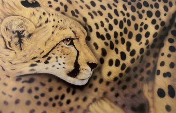Cheetah