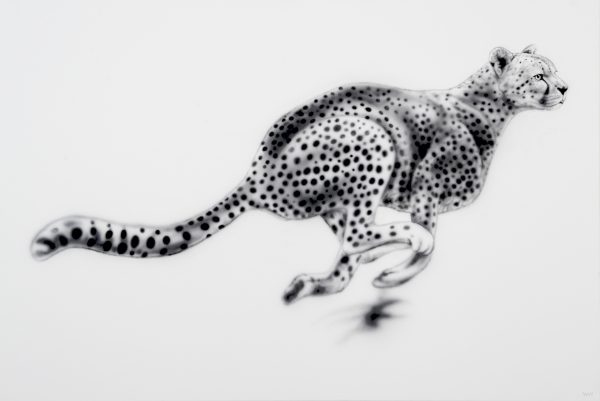Cheetah Running